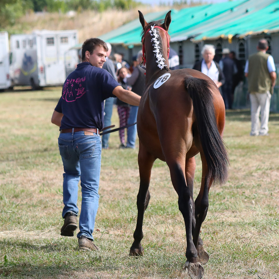 Illustration partants